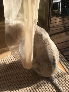 407CF763-BAC8-417A-ADCB-8702FB24CDDC