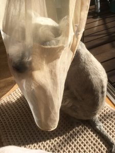 4FD1B6DD-2D5A-41FB-B8F3-90EC16398F05