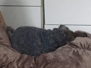 CFDCCDF0-41AA-4757-955A-14510EFCBF72