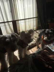 F3F30D92-E6A5-492F-A097-45E569DE732C