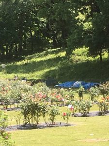 477D18CE-17D0-4B4C-878D-ADCCCD4BE0FE